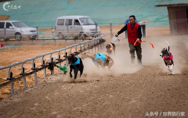 动物界的速度与激情！武汉首家赛狗场即将开园！