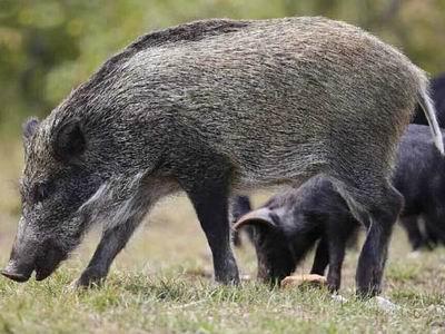 特种野猪怎么养?特种野猪养殖技术