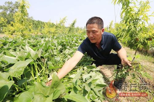 不当老板当农民 荒地种出“金坨坨”