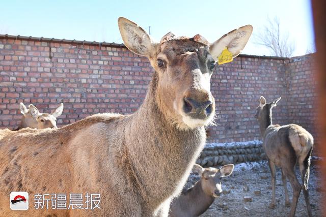 达坂城有个“鹿王”马强 带动100多名乡亲走上致富路