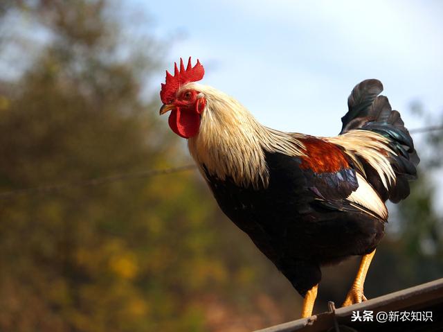 长见识！土鸡的养殖，农村土鸡饲养和防疫对策