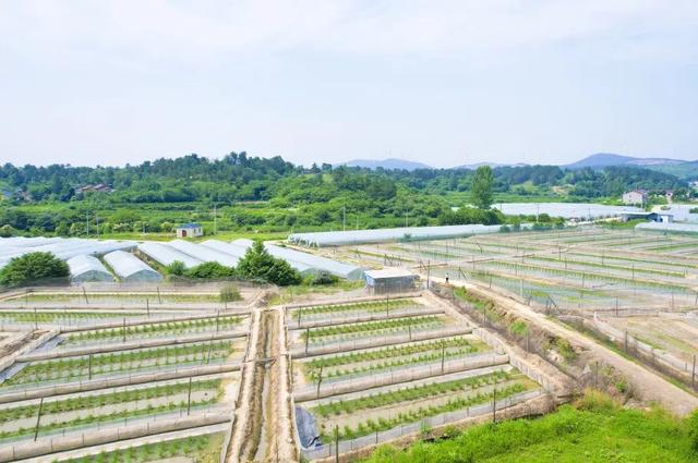 曾都：府河之畔看振兴 稻蛙田里说丰年