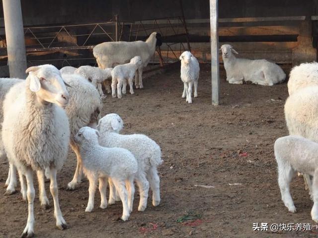 羔羊0~6个月饲养全过程，养羊老司机无保留介绍！