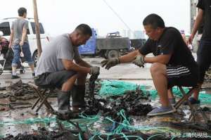 海虹怎么养殖(渔民在橡胶上“种”海鲜，餐桌上的“黑鲍鱼”原来是这样养殖的)