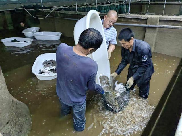 云梦：甲鱼养殖助力乡村振兴