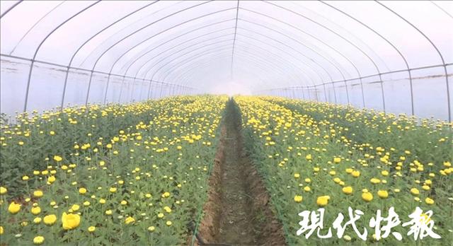 江苏邳州：种植鲜切花、养殖黄骨鱼，百姓走上致富路