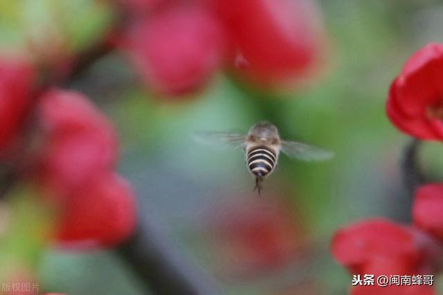 中华蜜蜂界的“两弹一星”，养殖场的看家本领，蜜蜂养殖精髓