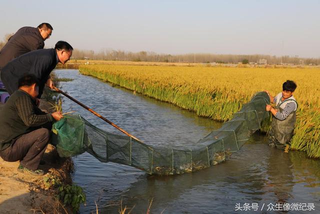 信阳淮滨——流转大户张明勤水稻泥鳅共养，喜获大丰收