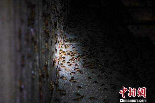 山东章丘养殖蟑螂吃餐厨垃圾：设置三重防逃逸体系