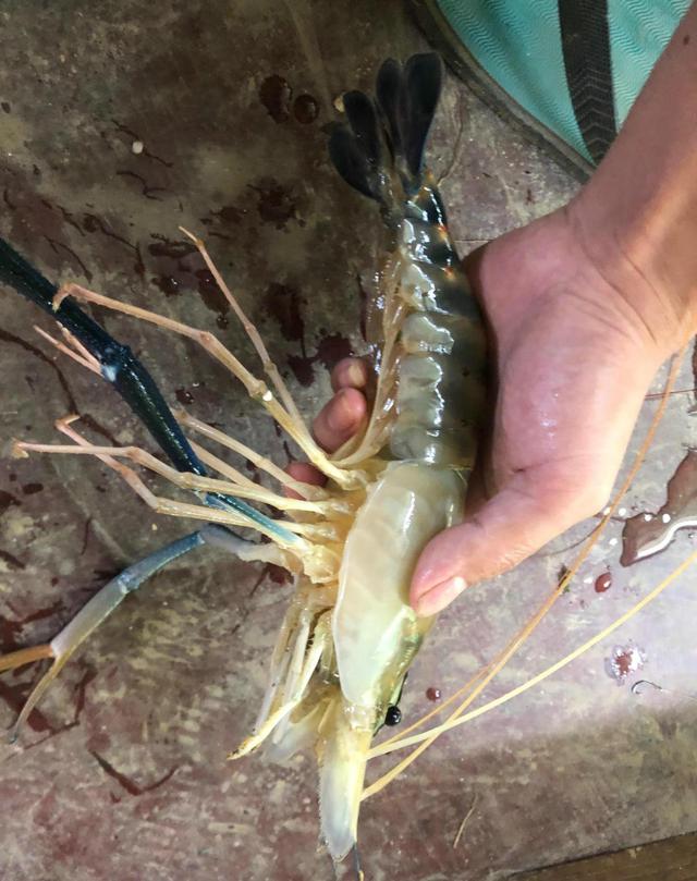 什么都吃！浙江台州，太阳鱼继续蔓延，鱼肚里常能剖出其他鱼类