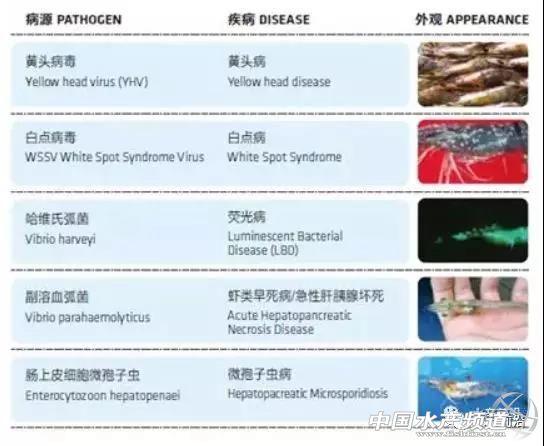 下一个蓝海！又一家世界巨头进军智能化水产养殖