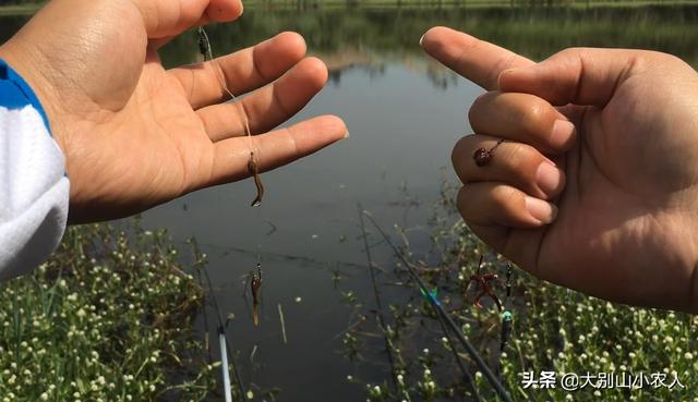 野生蚯蚓和商品蚯蚓在实际垂钓的使用感受及注意事项