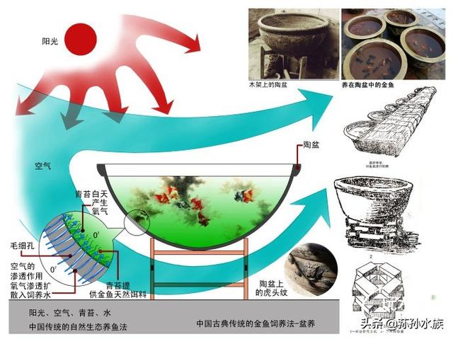 古法养金鱼（转）