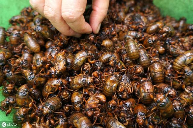 现在养殖金蝉是否能真正赚钱？我们怎样才能养好金蝉？
