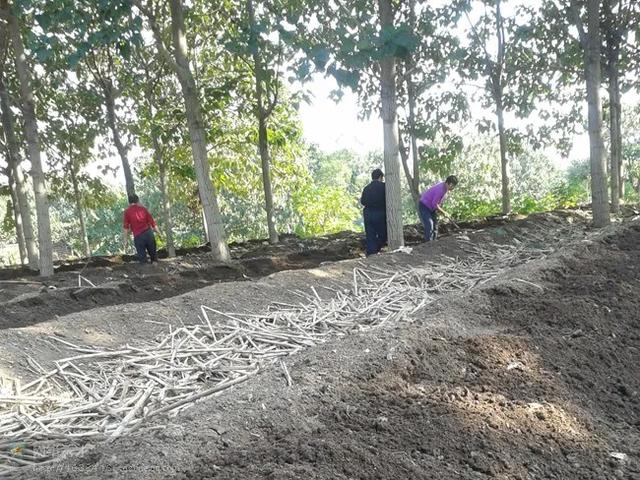 蚯蚓养殖及地龙蛋白加工产业园建设项目