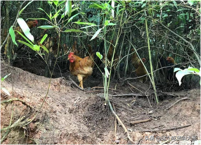 中裕百丰贵阳花溪农场巧用山水林木资源，打造土鸡避暑胜地