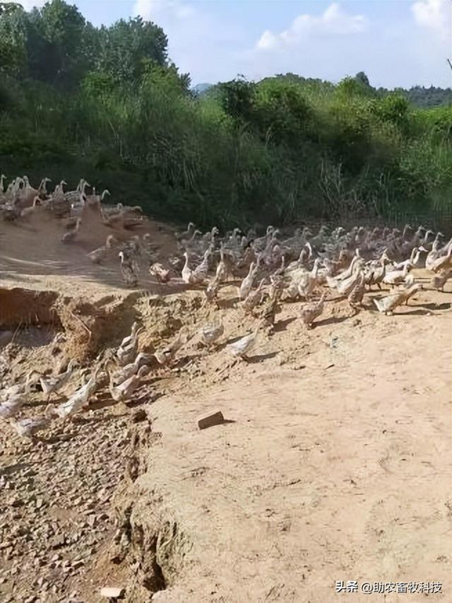 湖南这个蛋鸭养殖场采用专用复合益生菌鸭蛋香，鸭场不臭鸭病少