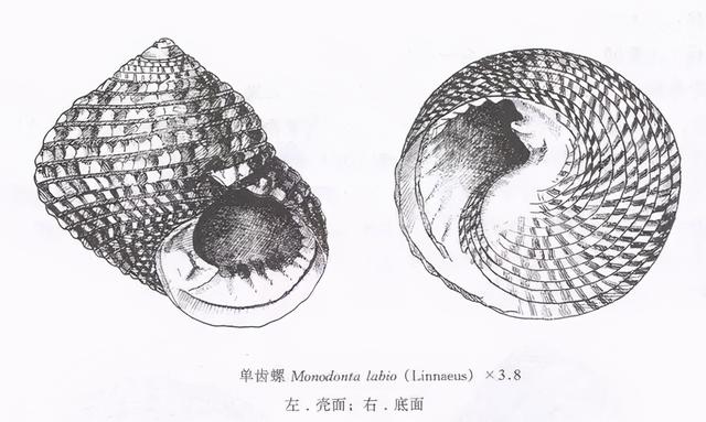 食用螺类大全！这么多食用螺类，你都吃遍了吗？