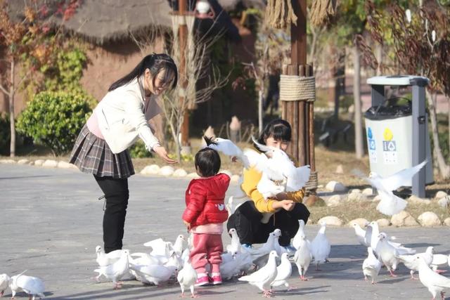 在喂鸽子这件事上，陕西人赢了