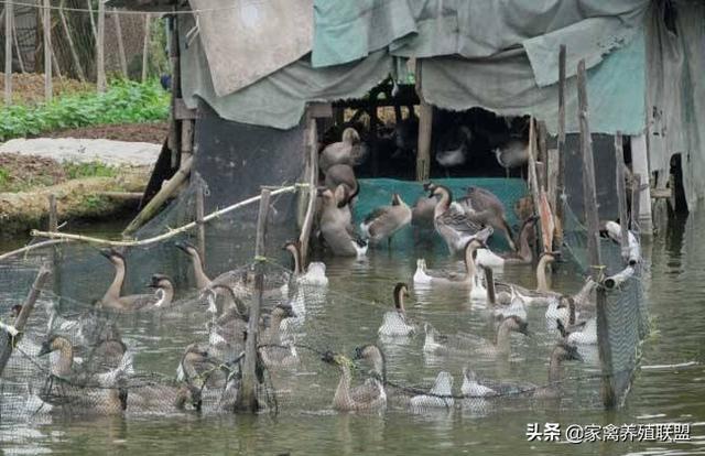 “旱养鹅”一年，我把肠子都悔青了