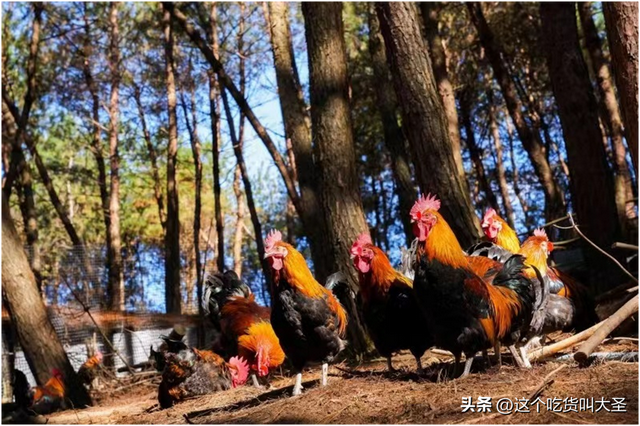 中裕百丰贵阳花溪农场巧用山水林木资源，打造土鸡避暑胜地