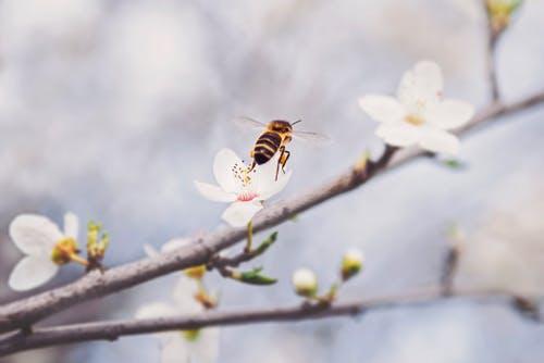 饲养中蜂，这9个类型的中华蜜蜂蜂种你可知道？