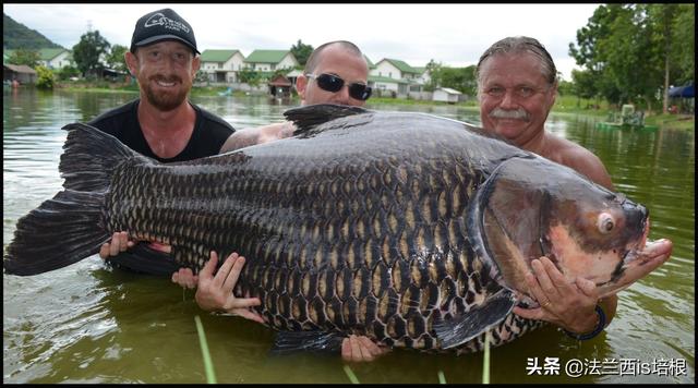 刷新记录！湄公河钓到600斤最大淡水鱼，河里还有巨型鲶鱼、鲤鱼