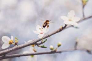 中华小蜜蜂养殖(饲养中蜂，这9个类型的中华蜜蜂蜂种你可知道？)