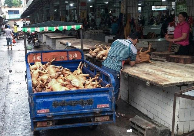 99%的狗肉都是毒死的？肉源不合规现状下，未来可能吃狗肉合法吗