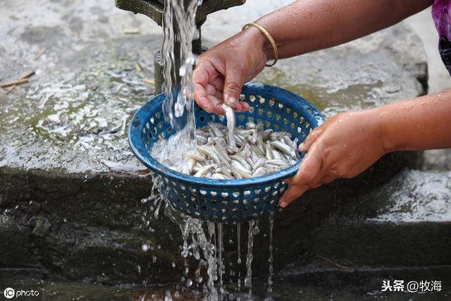 「特种水产」鳡鱼：从水中霸王到养殖珍品，价值堪比鳜鱼