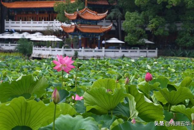 翠湖：十亩荷花鱼世界 夏日赏荷正当时