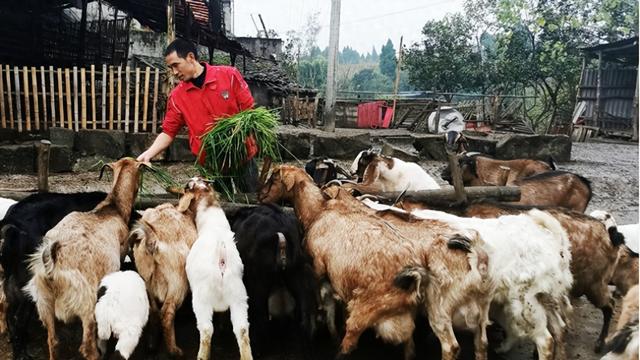 铜梁维新镇：麻羊养殖有“钱”景 促农增收两千万