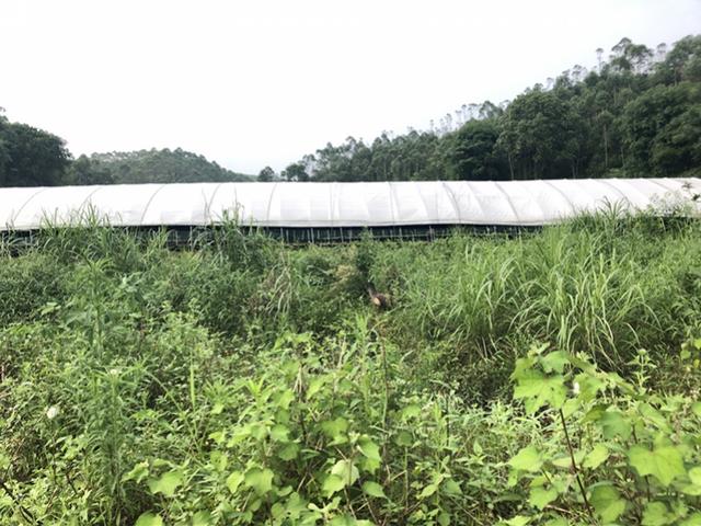 广东佛冈一养殖场数千孔雀因暴雨“逃走”！场主循环播民乐催回家