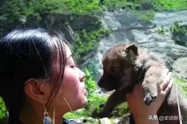 12年前，把狼当儿子养的四川女孩，10年后和它在草原上相认