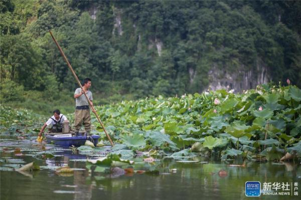 贵州毕节：荷塘养虾富农家