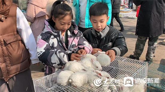 新春走基层丨兔年“顶流”实至名归！济宁花鸟鱼虫市场萌兔走俏