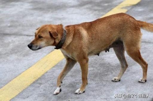 看家护院的能手土狗，它的饲养中需要注意的事项，你也可以养好