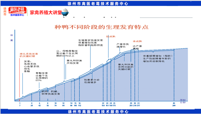 最新养鸭育雏期饲养管理鸭苗1到10天的养殖技术种鸭的饲养与管理