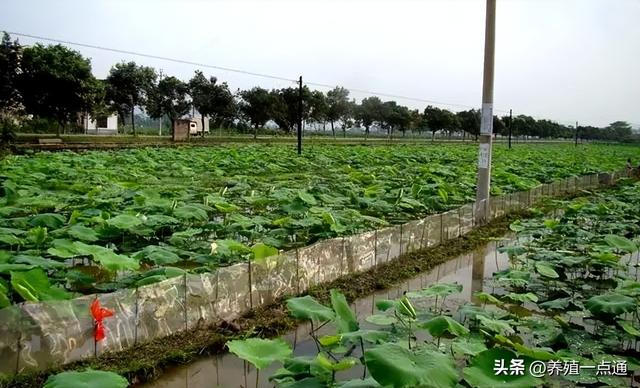 藕塘套养黄鳝、泥鳅，一塘三收，生态+高效，生物改底、易调水