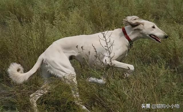 “山东细犬”——真正的华夏名狗，养过的都欲罢不能