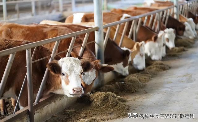 广西南宁市一个存栏约五千头环保牛场备受关注，微生物技术显神威