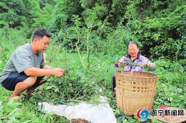 安居区发展藤椒种植6700余亩，年产值达3800万元相关新闻