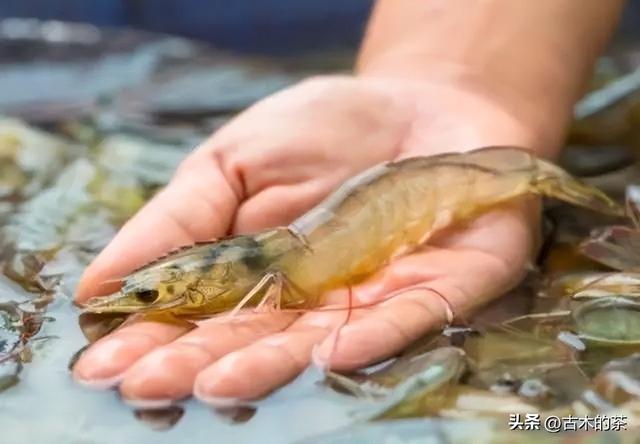 周氏新对虾的生物学特性及养殖技术