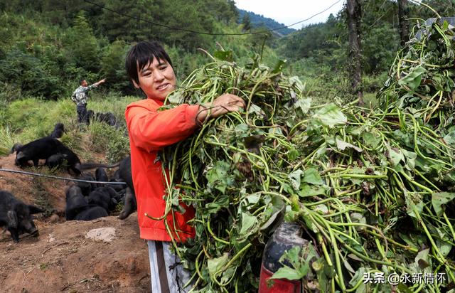 江西永新：养殖生态香猪 助力乡村振兴