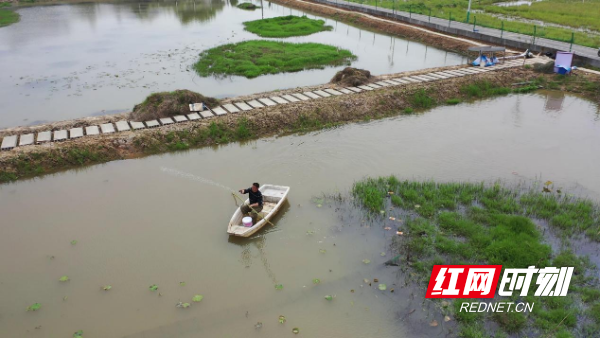 “水上春耕”正当时 “荷花虾”走出致富路