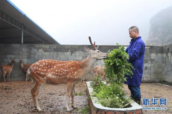 贵州纳雍：梅花鹿养殖托起致富梦