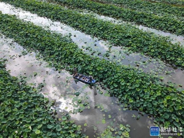 贵州毕节：荷塘养虾富农家