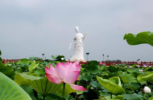 阜阳（地城）荷花美食艺术节“荷花仙子”20强惊艳亮相