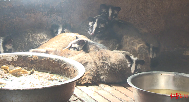 血色山谷：濒危动物上餐桌 一起命案牵出买卖野生动物大案，猎户收购商食客37人获刑