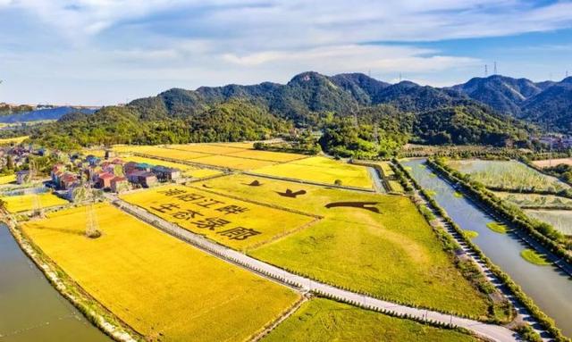 稻浪金黄鱼鸭欢畅 杭州超10万亩稻田推广综合种养